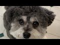 Ellie’s Roo-tastic Delight: A Kangaroo Treat Adventure!