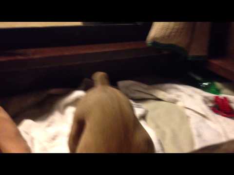 Deji x Aza - Boerboel Pups Playing After Dinner 8 wks old - 08032013