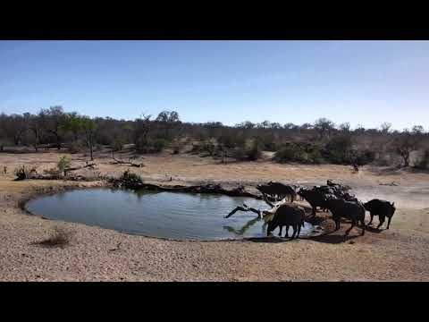 Djuma: Large breeding herd of African Buffalo-Pt:1 - 07:40 - 10/01/18