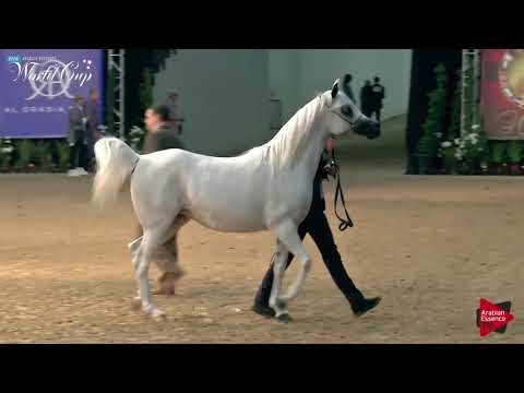 N.220 OM EL JUSTADORABLE - LAS VEGAS 2019 - Arabian World Cup Senior Breeding Mares (Class 116).mp4