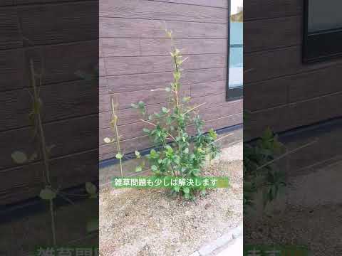 ジャスミンを鉢植えや庭で育てて香りを楽しんでみませんか？どうやって ！  庭園