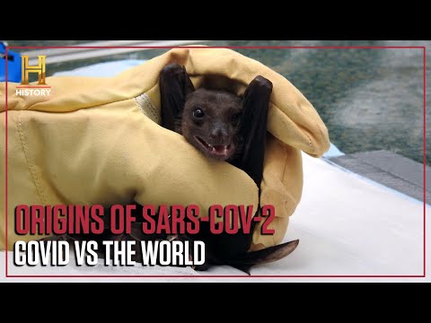 Did Bats Cause the Coronavirus? | COVID vs The World