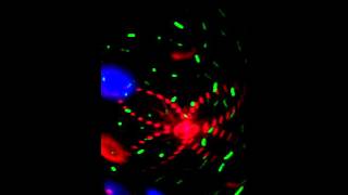 Light laser show (flo-rida) wild ones
