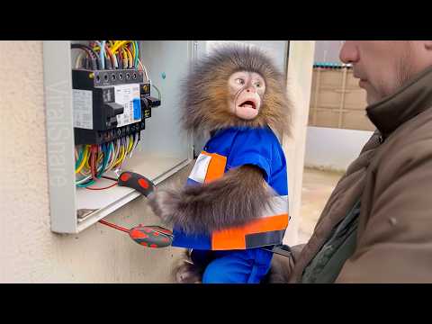 Funny Animals Moments Part 19 – Cats, Dogs & More!