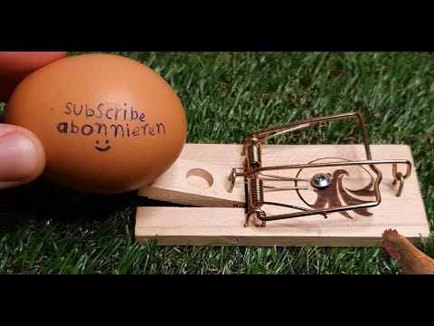 Mausefalle schlägt zu