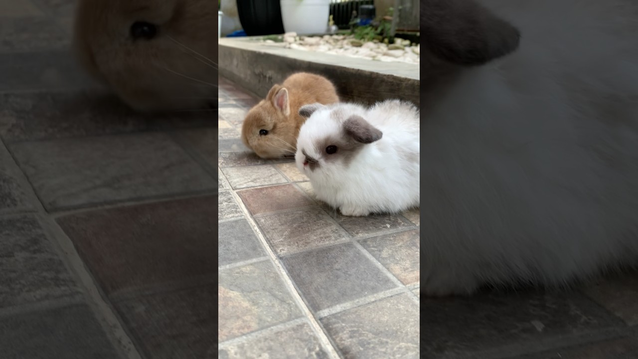 BABY HOLLAND LOP & NETHERLAND DWARF PLAYING TOGETHER #mybunny #petrabbit #bunny  #cutebunny