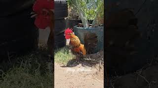 Download lagu Ayam jantan bantam berkokok di samping pot tanaman #miniatur #hewanpeliharaan #ayamjantan #kokok #youtubeshorts mp3