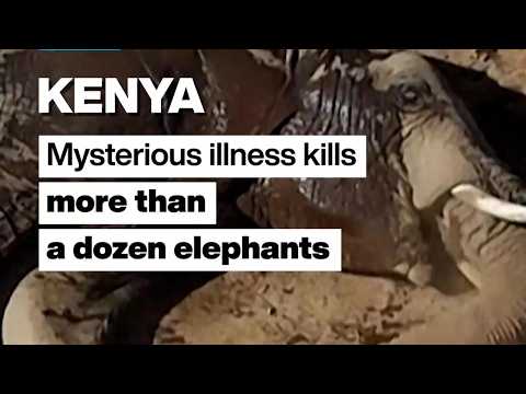 Kenya: Mysterious illness kills more than a dozen elephants