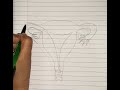 How to Draw Female Reproductive System (2D) | Biology Diagrams | Easy and Stepwise Guide | Class 12