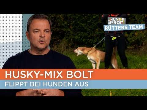 Kann Hundetrainerin Melle den Rüden zähmen? 😳 | Der Hundeprofi - Rütters Team