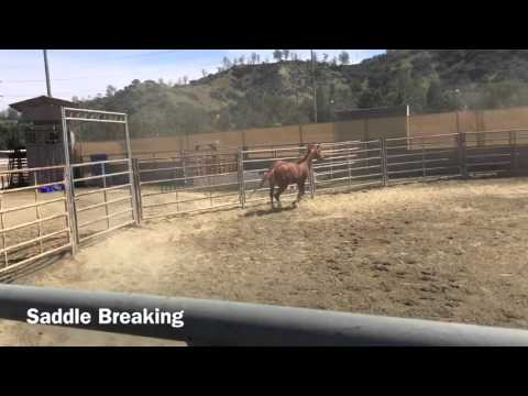 Colt starting: how to saddle break your horse