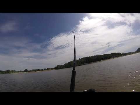 Wels catfish on soft lure