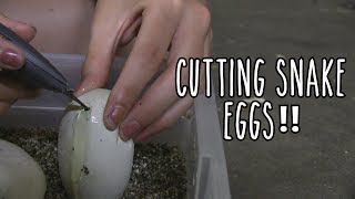 Cutting Open - SNAKE EGGS! (What