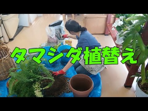 シマシダの家族