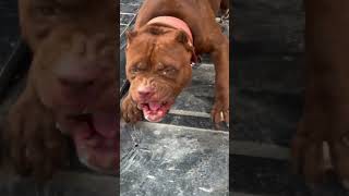 Pitbull Dog Or Tiger Ki Fight Hoti Hai To Kon Jeete Ga ? 🥵 #shorts #dog #dogs #new