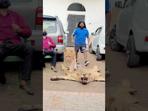Scar missing his dad 😭💔simba is no more with us😭#ytshorts #lion #pets #petlovers #love #youtube