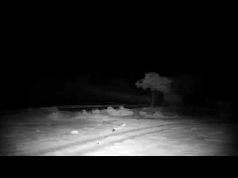 Djuma: Three Hyenas run by coming from lodge direction - 23:05 - 06/27/2022