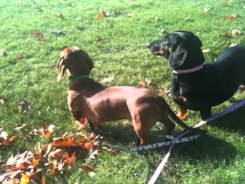 Mina - ADOPTED!, an adopted Dachshund in Redmond, WA_image-1