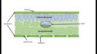 Leaf Cross Section: IB Biology HL