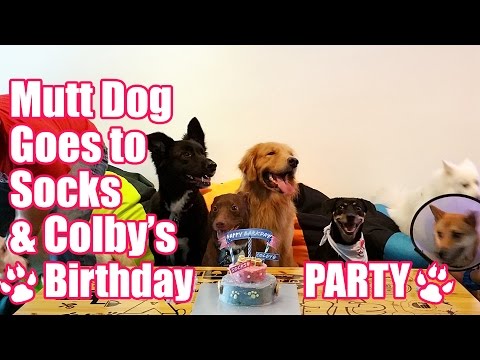 Mutt Dog goes to Socks & Colby's Birthday Party at Ah B Cafe