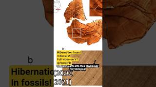 Hibernation in fossil! #science #nature #fossils #palaeontology #biology #geology #evolution #fyp