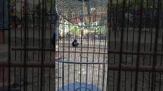 Download lagu TES MENTAL KONIN..!!! SEBELUM NAIK GANTANGAN.. mp3 Download lagu TES MENTAL KONIN..!!! SEBELUM NAIK GANTANGAN.. mp3