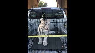 Asegura PROFEPA cachorro de Tigre Blanco y Oso Negro que sufrían maltrato en Nuevo León