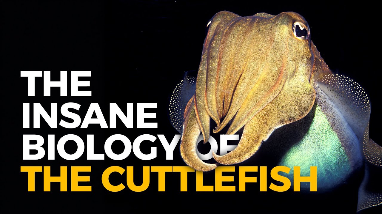 The Insane Biology of: The Cuttlefish