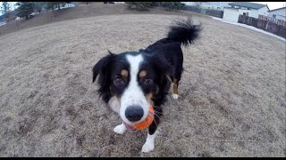 preview picture of video 'Larry the Dog - GoPro Hero 3+ Black'