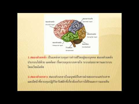 รถพยาบาลอ่อนแอตำแย สิ่งที่จะกินเพื่อเพิ่มสมาชิก