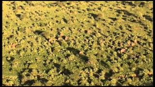Mating in Elephants