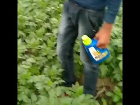 Forever MPD ka Kamal