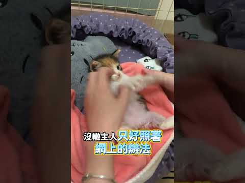 小貓不肯睡，主人一招搞定