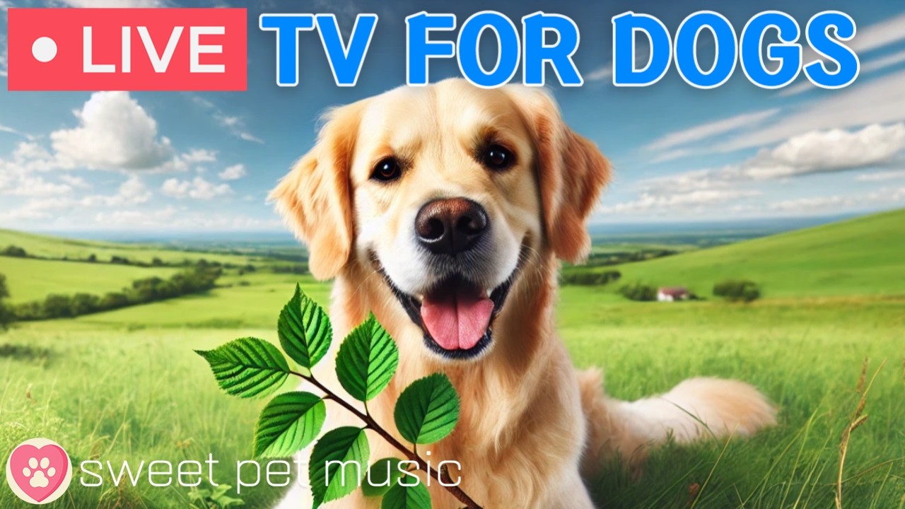 🔴24 Hours of Dog TV🎵🐶Calming Music for Dog Sleep🐶💕Soothing Music for Dog Stress and Anxiety Relief