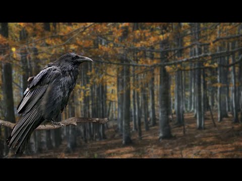 Autumn Sounds - Raven Bird Calls & Wind - 3 Hours - Pure Nature Ambience