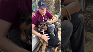 Video preview image #1 German Shepherd Dog-Unknown Mix Puppy For Sale in Pasadena, CA, USA