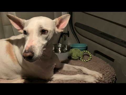 الی خانوم در فرودگاه #کانادا Finally Eli arrived at destination