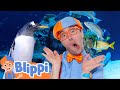 Can Blippi Find All The Sea Creatures Ocean Bingo Adventure Educational Videos For Kids