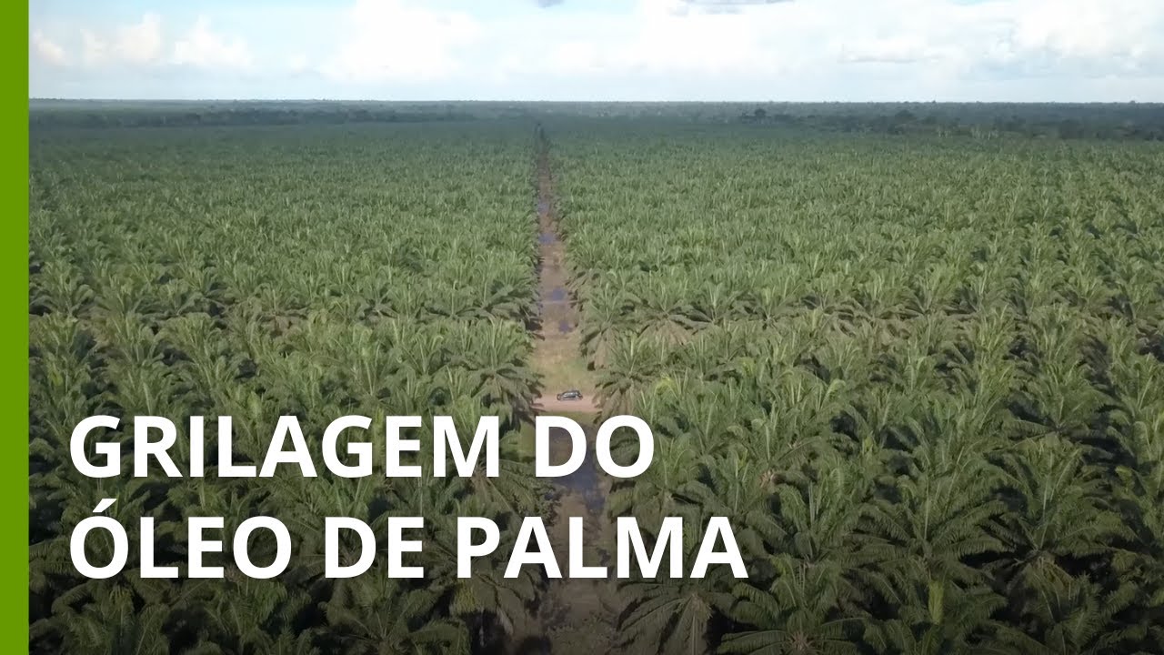 Grande exportadora de óleo de palma acusada de grilagem de terras em cemitérios quilombolas