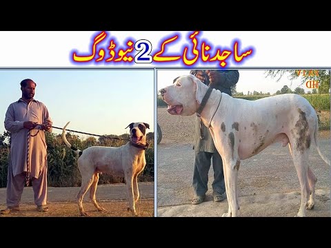 Bully Dog of Sajad Nai Top Class Bully Dog Video 2021 By Nafa TV HD