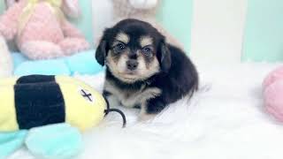 ハーフ犬の動画01