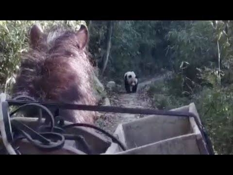 Wild Panda Encounters Horse in northwest China