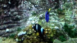 preview picture of video 'Poisson clown , Poisson chirurgien bleu : Aquarium La Rochelle'