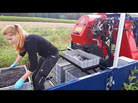 Aronia Berry Services Harvest 2019