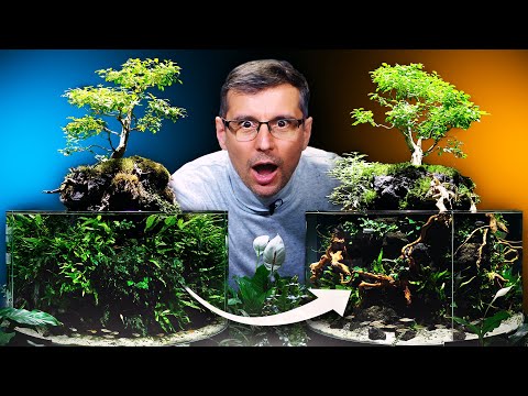 , title : 'Giving a New Look to the DIY Bonsai Tree Planted Aquarium'