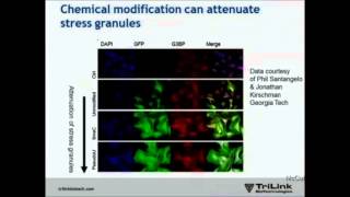 preview picture of video 'Optimizing mRNA for Gene Therapy Applications: Evaluation of Novel Nucleotide Modifications'