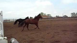 Paso Fino vs. Tennessee Walker