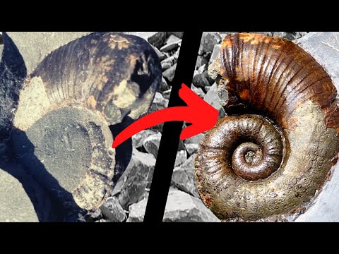 This Ammonite Is SO RARE! My Lucky Day