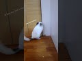 Chinchilla wants freedom ps: under supervision #butsometimesthechinistoofasttostop