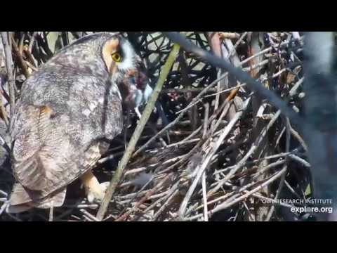Long Eared Owl Nest Pantry Stock 15 May 2019